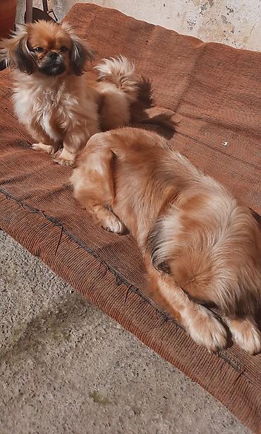 itler gence: Pekines, 4 il, Dişi, Peyvəndli, Ünvandan götürmə, Ödənişli çatdırılma — 1