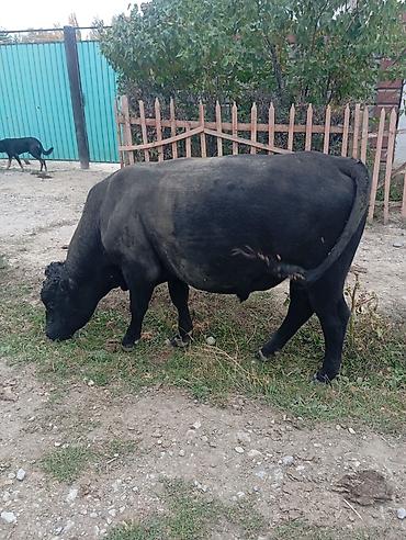 Продаю | Бык (самец) | Абердин-ангус | На откорм | Племенные at lalafo.kg Продаю | Бык (самец) | Абердин-ангус | На откорм | Племенные