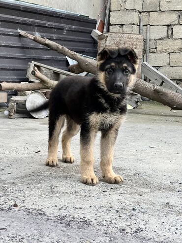 afcarkasi: Alman çoban iti, 2 ay, Erkek, Peyvəndli