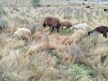 Коровы, быки: Ягненок, Самец, Qala, месяцев: 1, 1 кг, Для разведения, Самовывоз