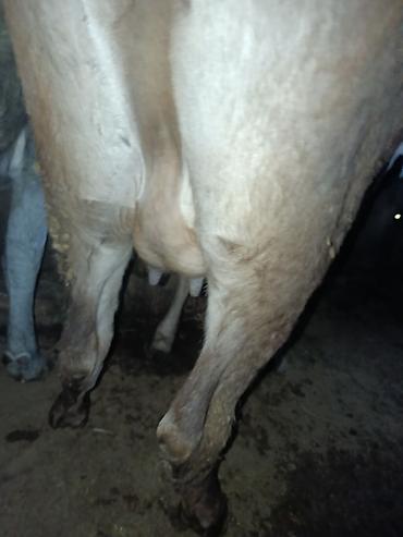 Коровы, быки: Продаю | Корова (самка) | Алатауская | Для молока | Стельные — 8