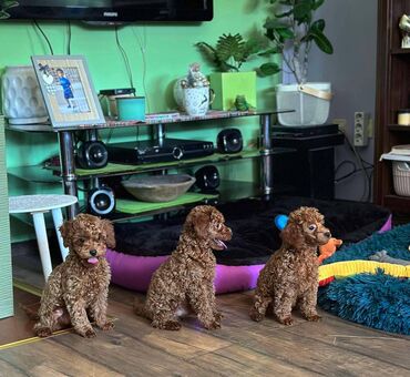 Psi: Nasa odgajivacnica se nalazi u Indjiji i bavimo se uzgojom pasa 15 — 18