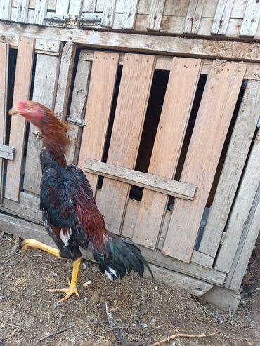 Xoruzlar: Heyratilar satilir tergidirem deye ne heyvanim var hamsini satiram her -da lalafo.az — 6 Xoruzlar: Heyratilar satilir tergidirem deye ne heyvanim var hamsini satiram her — 6