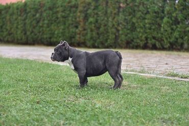 Psi: Dostupni stenci american bully Starosti 4 meseca Primili sve vakcine — 9