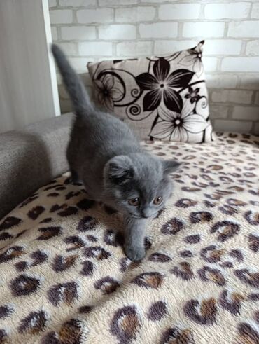 Продажа кошек: Британская короткошёрстная, 2 месяца, Девочка, Лиловый, Приучена к лотку at lalafo.kg — 7 Продажа кошек: Британская короткошёрстная, 2 месяца, Девочка, Лиловый, Приучена к лотку — 7