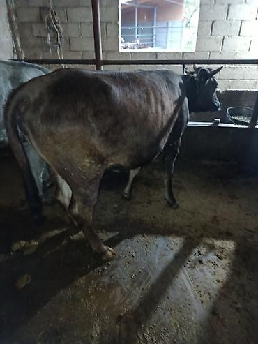 Коровы, быки: Продаю | Корова (самка) | Алатауская | Для молока | Стельные — 5
