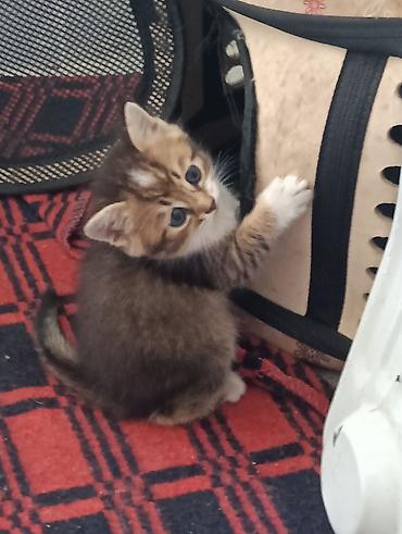 животные кошка: Котята, домашний помет. -От золотой шиншиллы,очень красивые — 5