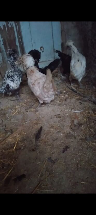 Cücələr: Toyuq cücələri, Damazlıq — 13