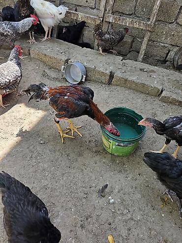 akvarium satilir: Satılır.Real alıcılar narahat eləsin.Aktiv heyvandı.Heç bir problemi — 2