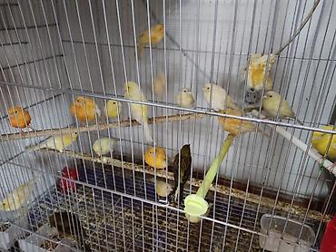 Птицы: Канарейки, попугаи, амадины, голуби! По адресу Абдрахманова315 — 9
