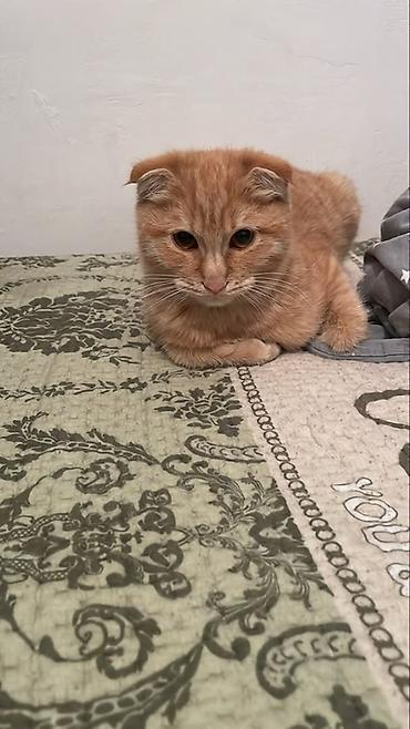 сиамская кошка цена бишкек: Шотландский вислоухий котёнок, рыжий табби - Порода: шотландская — 2