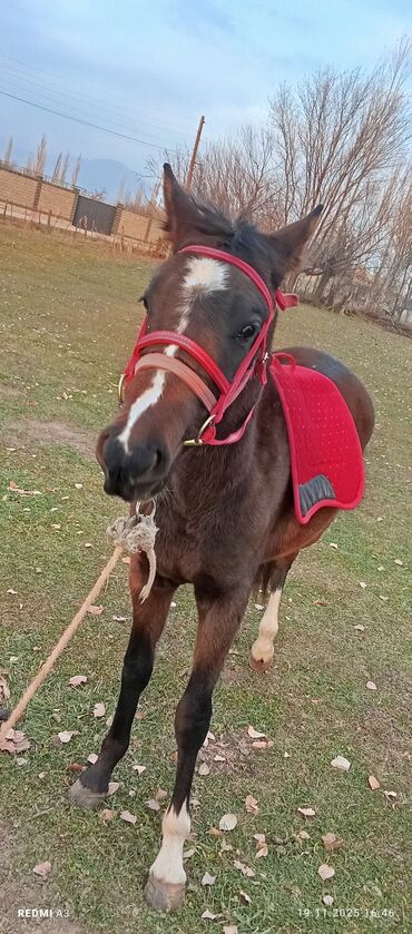 Лошади, кони: Продаю | Жеребенок | Рабочий at lalafo.kg — 7 Лошади, кони: Продаю | Жеребенок | Рабочий — 7