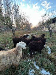 дом для котов: Продаю | Ягненок | Полукровка | На забой, Для разведения | Матка, Кастрированные