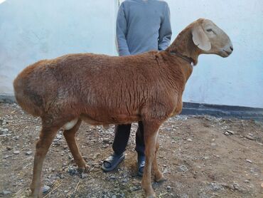 сколько стоит собака породы доберман: Сатам | Кочкор (эркек) | Арашан | Көбөйтүү үчүн