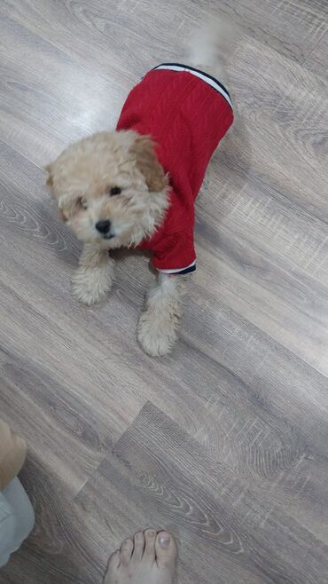 İtlər: Pudel, 3 ay, Erkek — 7