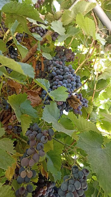 Продажа домов: Дом, 150 м², 6 комнат, Собственник, Косметический ремонт — 4