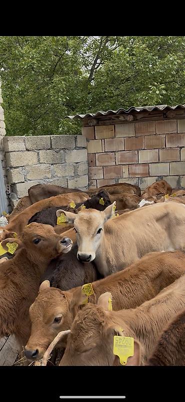 cins qoyunlar satilir: Ətlik istiqamət üçün buzovlar - Yaş qrupu: erkən yaşlı buzovlar - — 9