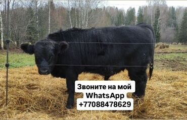 Коровы, быки: Продаю | Корова (самка), Бык (самец), Тёлка | Полукровка, Ангус, Герефорд | На откорм, На забой, Для разведения | Племенные, Осеменитель, Стельные