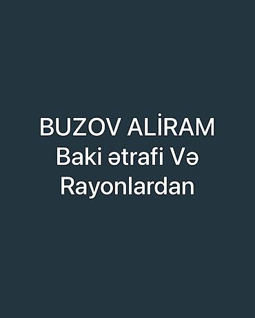 Mal-qara: Xidmət: buzovların satın alınması Məzmun: - Buzov alışı həyata — 1