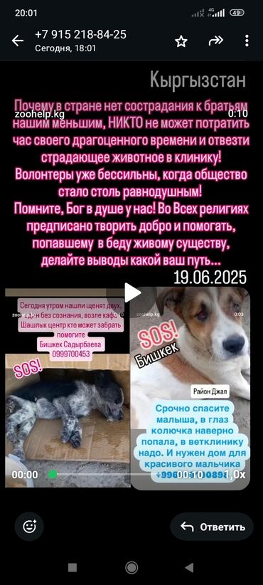 восточная ориентальная кошка: Собака даром: 7 месяцев, Самец