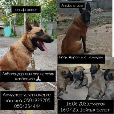 бельгийский овчарка: Бельгия овчаркасы, 2 айлык, Ургаачы, Эмделген, Ит тегин тастыктоочу документ