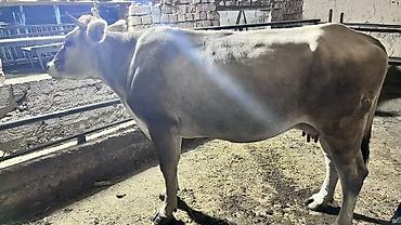 Животные: Продаю | Корова (самка), Бык (самец), Музоо, торпок | На откорм, Для молока — 2