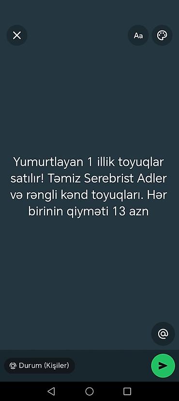 broyler toyuq: Yumurtlayan 1 illik toyuqlar satılır! Təmiz Serebrist Adler və rəngli — 3