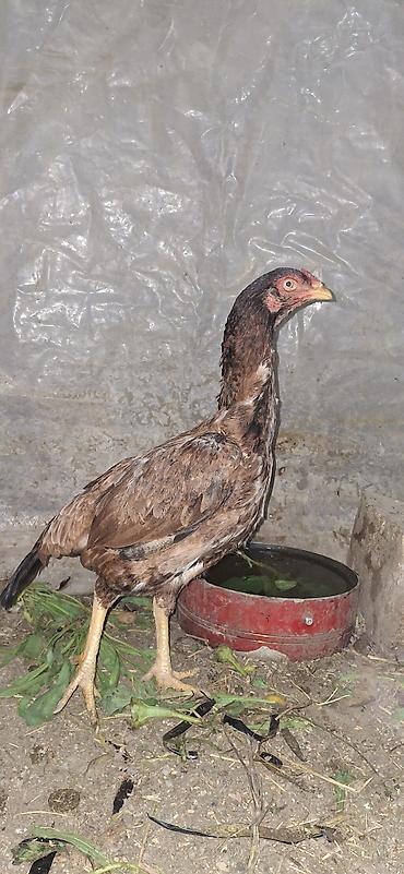 Toyuqlar: Toyuq, Damazlıq — 8