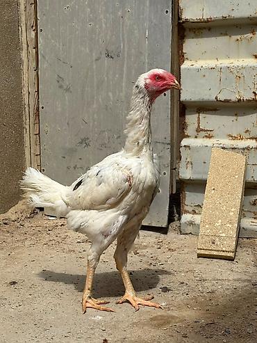 afcarka barter: Salam daş pipik cins heyratı 1 illik tam sağlam aktiv — 1