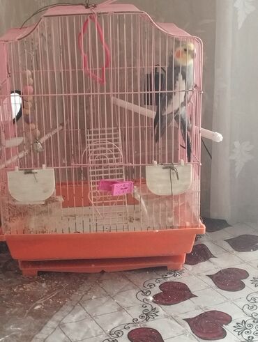 лоток для животных: Продаю попугая с клеткай мальчик карарела
