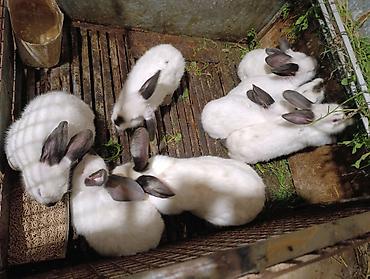 Gəmiricilər: Holland lop dovsanlarina endirim 15 manat.yerli dovsanlar tek tek 6 — 8