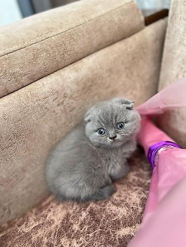 Pişiklər: Şotland yastı qulaq, Erkək, Dişi, Yaxşı əllərə, Rayonlara çatdırılma, Pulsuz çatdırılma, Ünvandan götürmə — 2