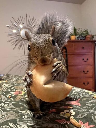 Stilske umetničke slike: Umjetničke slike – set digitalnih ilustracija - Kolekcija od tri — 47