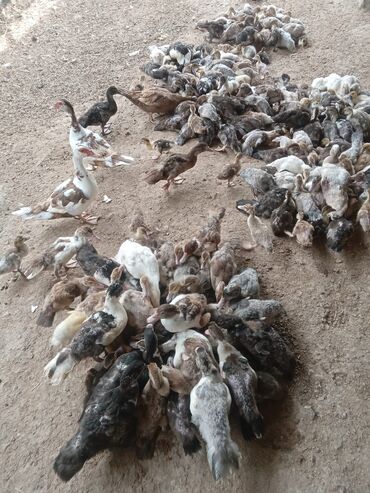 ördək yumurtası satışı: Dişi, Damazlıq