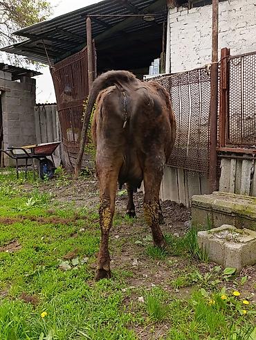 Коровы, быки: Продаю | Корова (самка) — 28