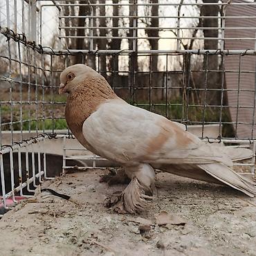 Другие с/х животные: Касмач +такла самец маладой играет не играет не знаю Подходит: - для — 10