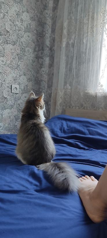 Отдам даром кошку: Кошка даром: Сибирская, 1 год, Девочка — 11