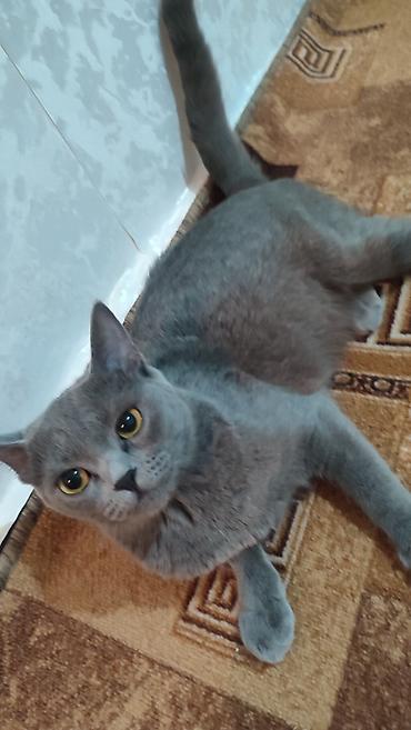для скота: Скотиш Страйт (Шотландская прямоухая), 3 года, Девочка, Серый, Приучена к лотку, Проглистована — 1