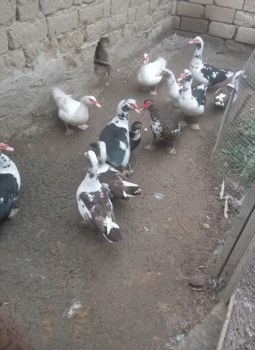 Ördəklər: Muscovy (hind) ördəkləri – qarışıq rənglərdə sürü - Növlər — 2