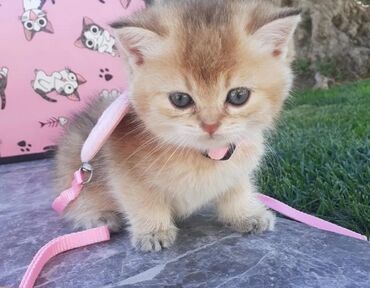 Pişiklər: Şotland yastı qulaq — 18