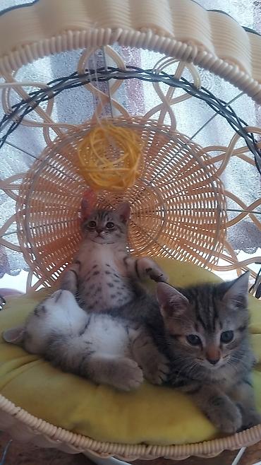 шотландский кошка: Котята тигрового окраса - Пушистые малыши с яркими полосками и — 2