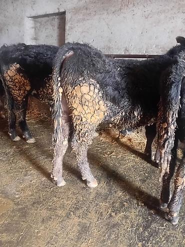 Коровы, быки: Продаю | Бык (самец) | На откорм — 17