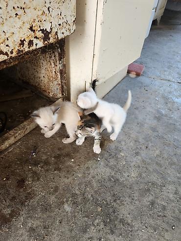 qara pişik: Gozel piwik balalari 1ayliq pulsuz verilir yaxwi ellere rengli qiz — 10