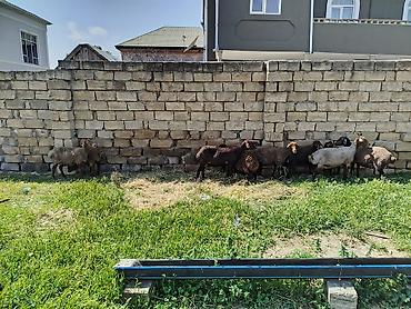 Qoyunlar, qoçlar: Qoyun sürüsü satılır Salam 5 qoyun 5 qüzû satılır ünvan novxanı cavan — 4