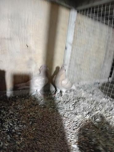 quş: Sari balar 5 ededi riyal alci narhat elsin 5sde kekldi qesde gozderi — 3