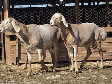 Баран, овца: Продаю | Ягненок, Баран (самец) | Арашан — 4