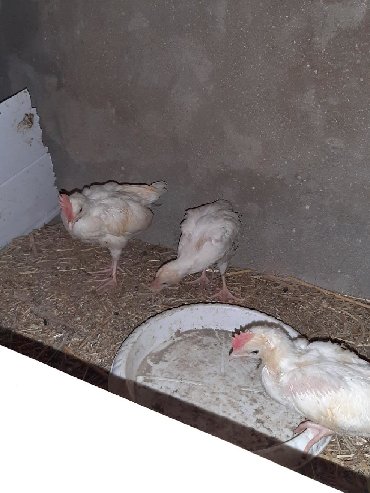 Liqorin 25 35 40 gunluk yumrtaliq sort ilde 320 360 yumurtlamaga malik