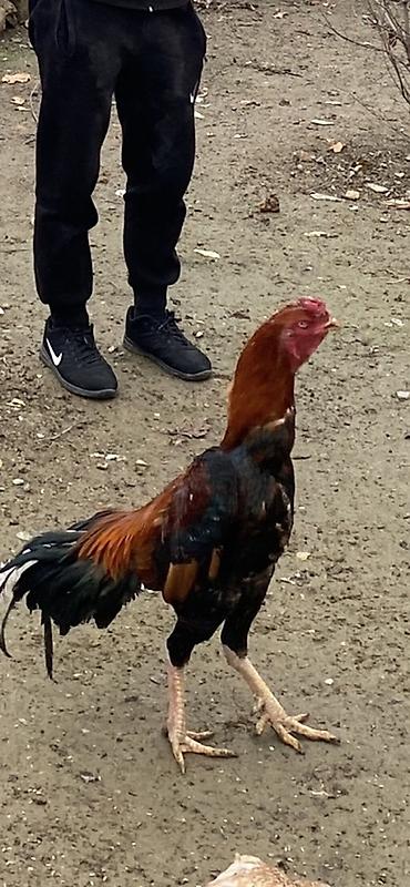 brama cucə: Xoruz, Heyratı, il: 2, Ünvandan götürmə, Ödənişli çatdırılma — 3