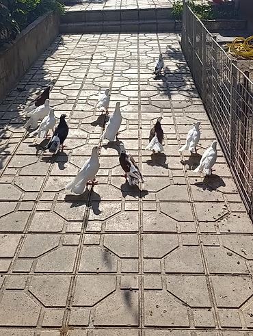 quşlar: Salam göyerçinler satılır hası eni quyrug. içinde bir bala var 19 — 7