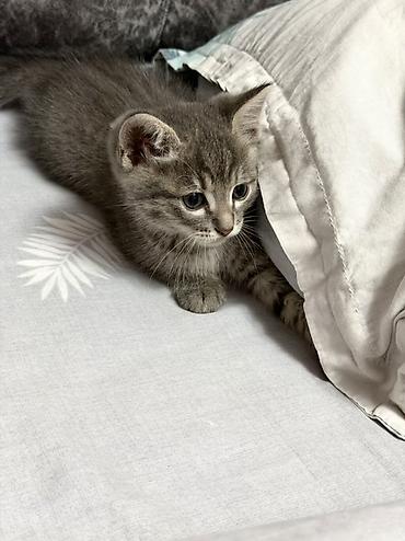 котенок скотиш страйт: Скотиш Страйт (Шотландская прямоухая), 2 месяца, Мальчик, Серый, Приучена к лотку — 3